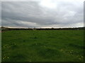 ST3661 : Field off Locking Head Drove  by Sofia 
