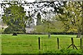 Thornham Walks: Looking towards Thornham Hall