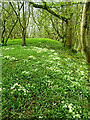 SD5475 : Primroses in Harry Wood by Mary and Angus Hogg