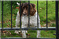 Dog behind a gate, Drum