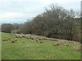 The steep wooded valley of Catlow Gill