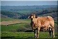 North Molton : Grassy Field & Cow