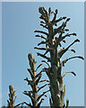 Flower spikes, Roundham Gardens