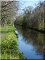 Long straight on the Montgomery Canal