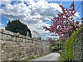 Churchyard wall and lane, Bunbury