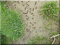 Small animal tracks in a muddy puddle near Henfache farm