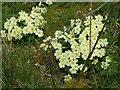 Primroses beside the stream