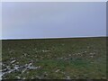 ST5389 : Mathern Oaze wetland by Oscar Taylor