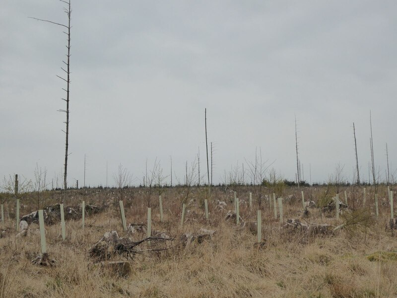 Forestry Clear Felled And Replanted Russel Wills Cc By Sa 2 0   7469934 Ed524381 800x800 