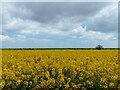 Howe Farm rapeseed