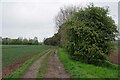 Onions by the Stour Valley path