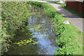 Water lilies in canal, Crumlin Arm