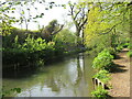 River Itchen at Allbrook