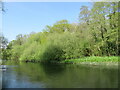 River Itchen near Bishopstoke 2