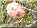 TQ7161 : Biorhiza pallida - Oak apple gall by Phil Brandon Hunter