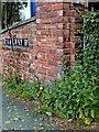 Green Alkanet by an old brick wall, Wolverhampton