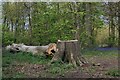 Tree Stump in Almshouses Wood