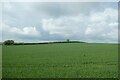 Cereal crops south of Cattal Station