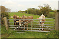 Cattle in a meadow by the River Stiffkey at Wighton