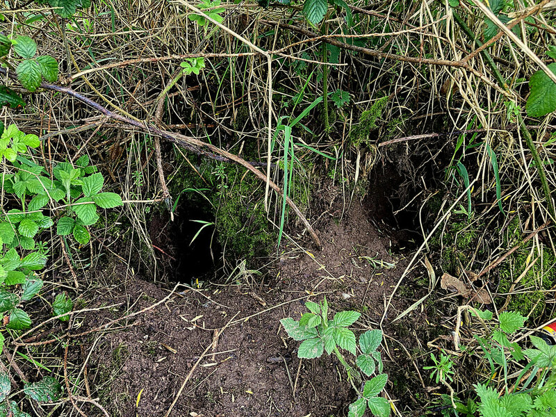 Burrows along the river bank,... © Kenneth Allen cc-by-sa/2.0 ...