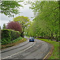 Spring foliage, Wollaton Road