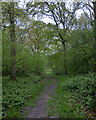 Path in Groton Wood