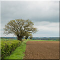 Tree in hedgerow on field boundary, Acton