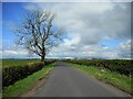 Tree beside the road