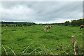 Cows in a field at Delamere