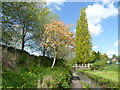 Trees, brook and bridge