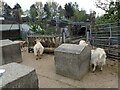 Kentish Town City Farm