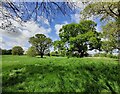 Trees and grassland near Panpudding Hill