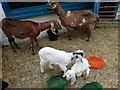 Goats at Hackney City Farm