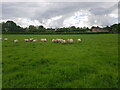 Inquisitive sheep in a field near Cowsden