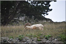 SH7782 : Great Orme Goat by N Chadwick