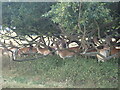 TF8842 : Deer sheltering under the branches of an oak tree at Holkham Park by Eirian Evans
