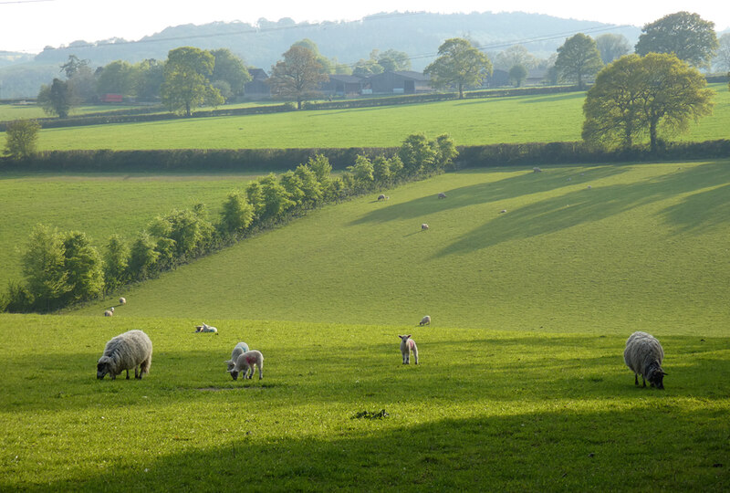 Pasture, Vernhams Dean © Andrew Smith cc-by-sa/2.0 :: Geograph Britain ...