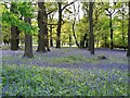 SK4042 : Bluebells in the woods by Ian Calderwood