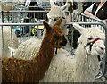 SW9671 : Suri alpacas at Cornwall Alpaca Show by Rob Farrow