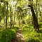 Path in Arabella Croft Woodlands
