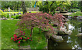 TQ2479 : Kyoto Garden, Holland Park by Free Man