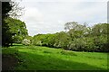 Grassy glade