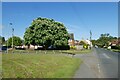 Horse Chestnut on Coombes Close