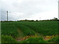 Cereal crop near Hill Farm