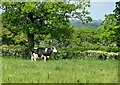 Cow by a hedge