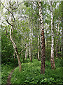 Woodland track to Wobaston Road near Pendeford, Staffordshire