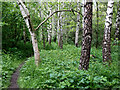 Birch woods near Pendeford in Staffordshire