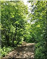 SU9907 : Path in Slindon Woods by PAUL FARMER