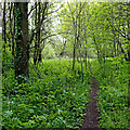 Footpath to The Droveway in Pendeford, Staffordshire