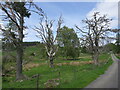 Dead pines, Laggan